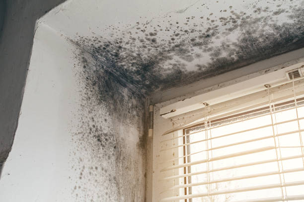 Mold Removal service in Capron